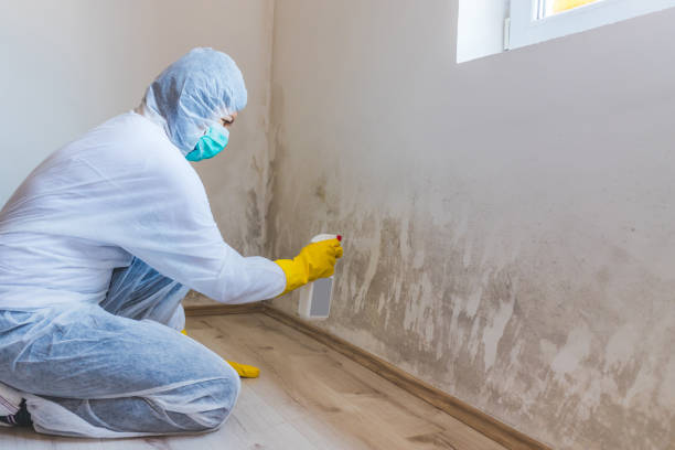 Licensed Commercial Mold Remediation service in Berkeley, IL - WQB Mold Removal